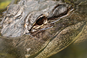 Alligator Eye