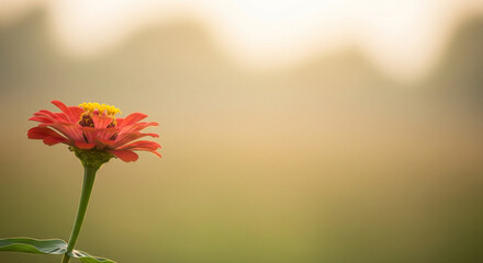 Fototapeta premium Elevated Zinnia: A Celebration of Radiant Blooms