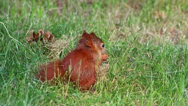 Cure eurasian red squirrel eating peanuts sitting with bushy tail and red fur in autumn sunshine foraging for hard winter is hungry for nuts and searching for food to bury to survive cold winter time