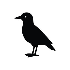 Obraz premium Silhouette of a black bird standing on white background