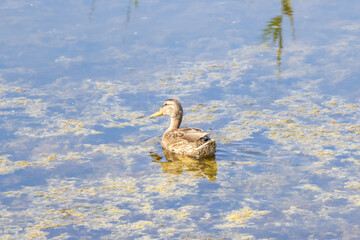 Wild duck swimming peacefully in a pond covered with algae