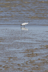 Black headed gull drinking water on mud flat by the sea