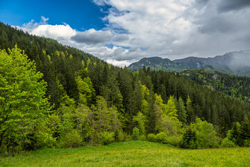 Green forested hills with alpine meadow and cloudy sky
