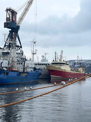 Seagulls sitting on a rope against of cargo ships in the harbor of Murmansk, Russia