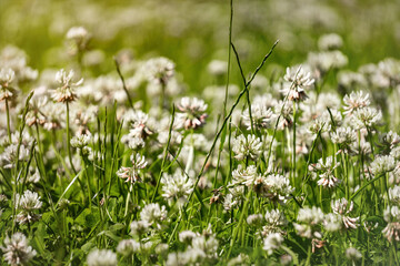 Beautiful blooming summer garden. White clover flowers o the green lawn