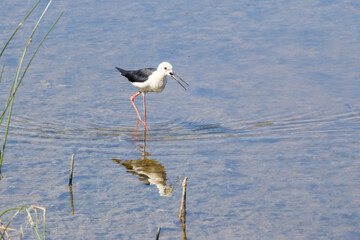 Black winged stilt wading in shallow water with reflection