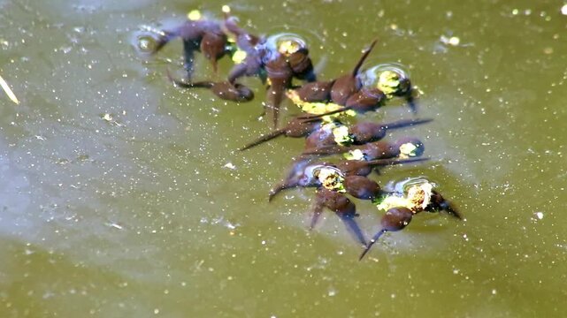 Many little pollywogs and a lot of tadpoles swimming in garden pond lakeshore in summer to grow to common frogs as amphibian larva with long tail eating algae and water fleas in clear water
