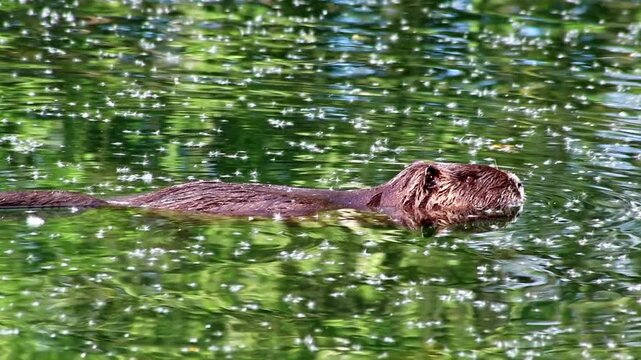 Swimming nutria at lake shore searching for food in hot summer as invasive species and introduced species in europe is a good swimmer like beaver or water rat with muzzle fur and long tail coypus