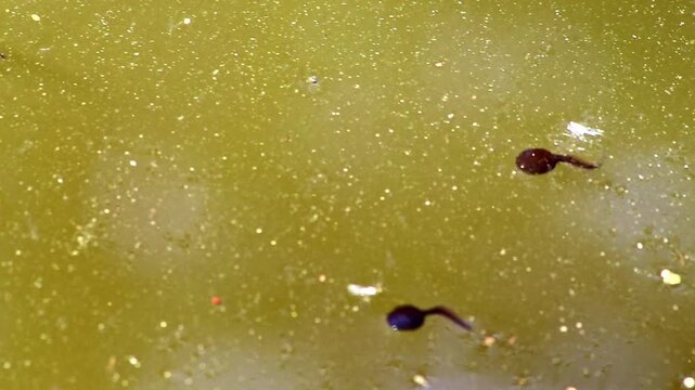 Many little pollywogs and a lot of tadpoles swimming in garden pond lakeshore in summer to grow to common frogs as amphibian larva with long tail eating algae and water fleas in clear water