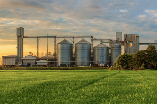 Agricultural Silos - Building Exterior, Storage and drying of grains, wheat, corn, soy, sunflower against the blue sky with rice fields.