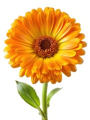 Radiant Calendula Blossom Displaying its Vibrant Orange Petals on a White Background