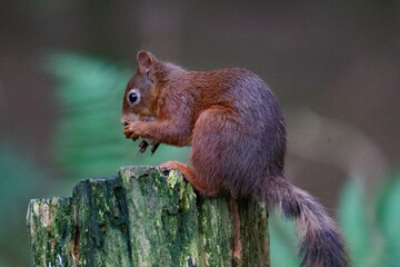 Red squirrel perched with a nut.