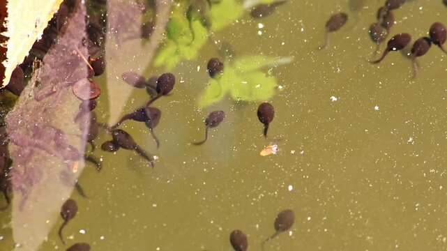 Many little pollywogs and a lot of tadpoles swimming in garden pond lakeshore in summer to grow to common frogs as amphibian larva with long tail eating algae and water fleas in clear water