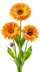 Obraz premium Elegant Arrangement of Orange Calendula Flowers Against a Clean White Background
