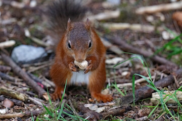 Red squirrel with a peanut in a shell.