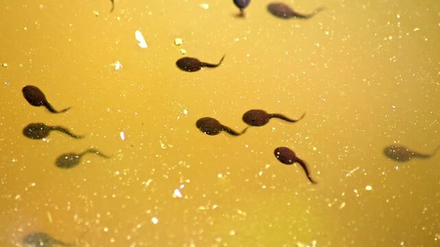 Many little pollywogs and a lot of tadpoles swimming in garden pond lakeshore in summer to grow to common frogs as amphibian larva with long tail eating algae and water fleas in clear water
