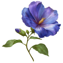 blue iris isolated on white background