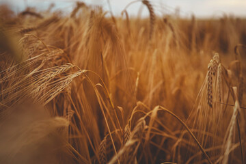 Close-up of golden barley heads swaying in the field. Detailed texture of long awns and ripe grain...