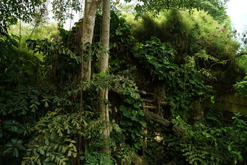 Vibrant Green Tropical Jungle Scene