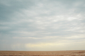 Vast golden wheat field stretches to the horizon under a moody overcast sky. A distant silhouette...