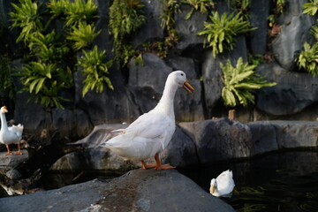 A White Bird Perched on Stones near a Pond with Lush Greenery