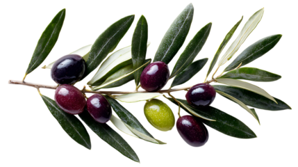 Ripe olives on a branch.