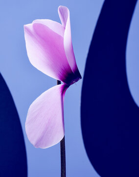 Fototapeta cylamen fleur violet rose  graphisme design  courbes pétales  beauté
