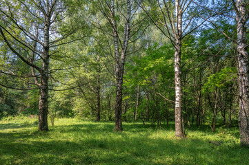 A shady forest glade surrounded by birch trees.