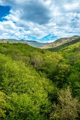 Fototapeta premium A beautiful view of mountains with lots of lush plants and trees in White Mountain National Forest.