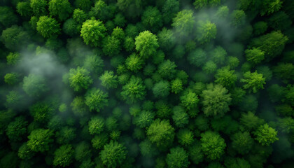 Naklejka premium Aerial View of Lush Green Forest Canopy with Morning Mist, Drone Photography of Dense Woodland Trees