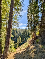 Fototapeta premium beautiful nature scenes near crater lake national park