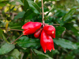 Close up shoot of pomegranate flower hanging on tree.
