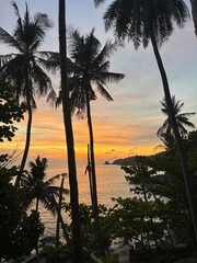 Obraz premium palm trees at sunset