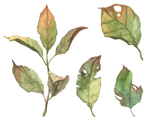 Watercolor detailed branches with green and withered leaves on transparent background. Hand painted aquarelle botany set