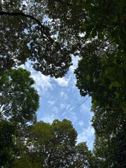trees and sky