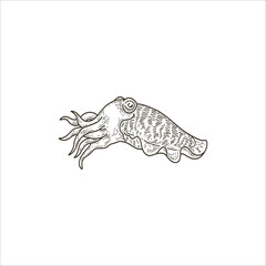 squid sketch drawing artwork handmade illustration