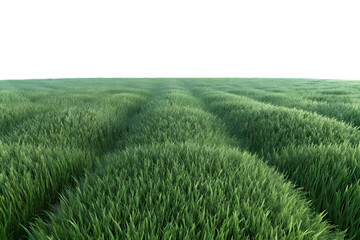Fototapeta premium A view of a field of green grass with a white sky background on a bright sunny day in the countryside.