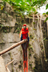 Red Amazon Parrot at a zoo