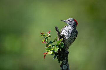 Bearded woodpecker clings to leafy tree stump
