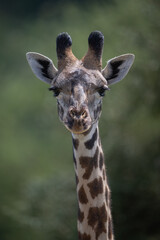 Close-up of female giraffe head and neck