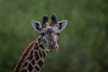 Close-up of female Masai giraffe watching camera
