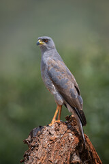 Eastern chanting goshawk with catchlight on stump