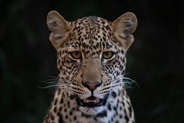 Close-up of male leopard cub facing camera