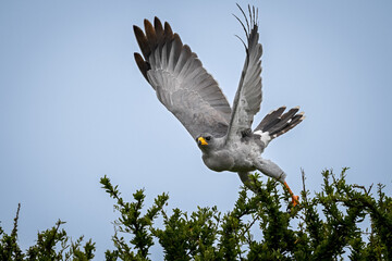 Eastern chanting goshawk lifts wings taking off