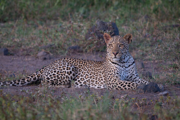 Female leopard lies in clearing turning head