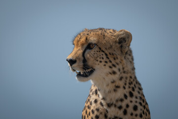 Close-up of male cheetah against blue sky