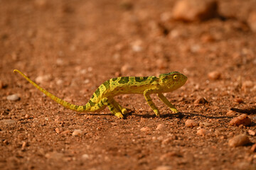 Flap-necked chameleon crosses dirt track in sunshine