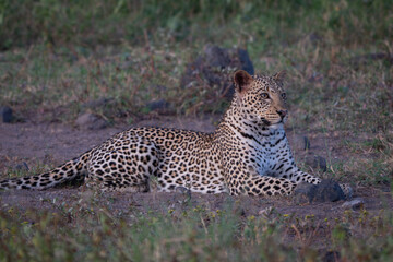 Female leopard lies in clearing scanning savannah