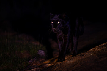 Female black leopard crosses rocks at night © Nick Dale