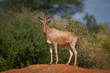 Coke hartebeest standing on mound watches camera